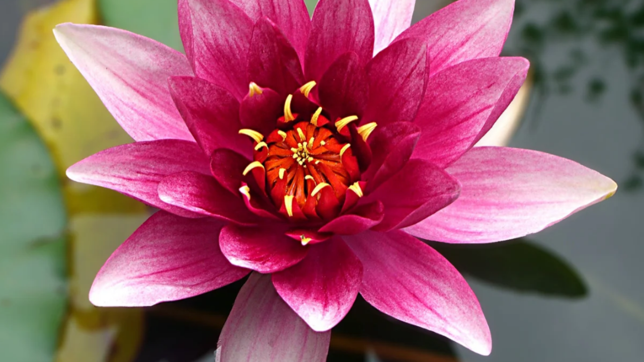  Print Ascension-Feminine Energy by Donna Lakes
